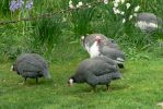 PICTURES/Road Trip - Canterbury Cathedral/t_Guineafowl3.JPG